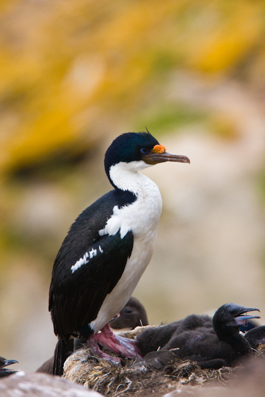 Imperial Cormorant